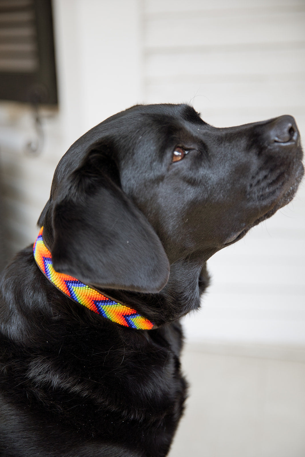 Collier de chien