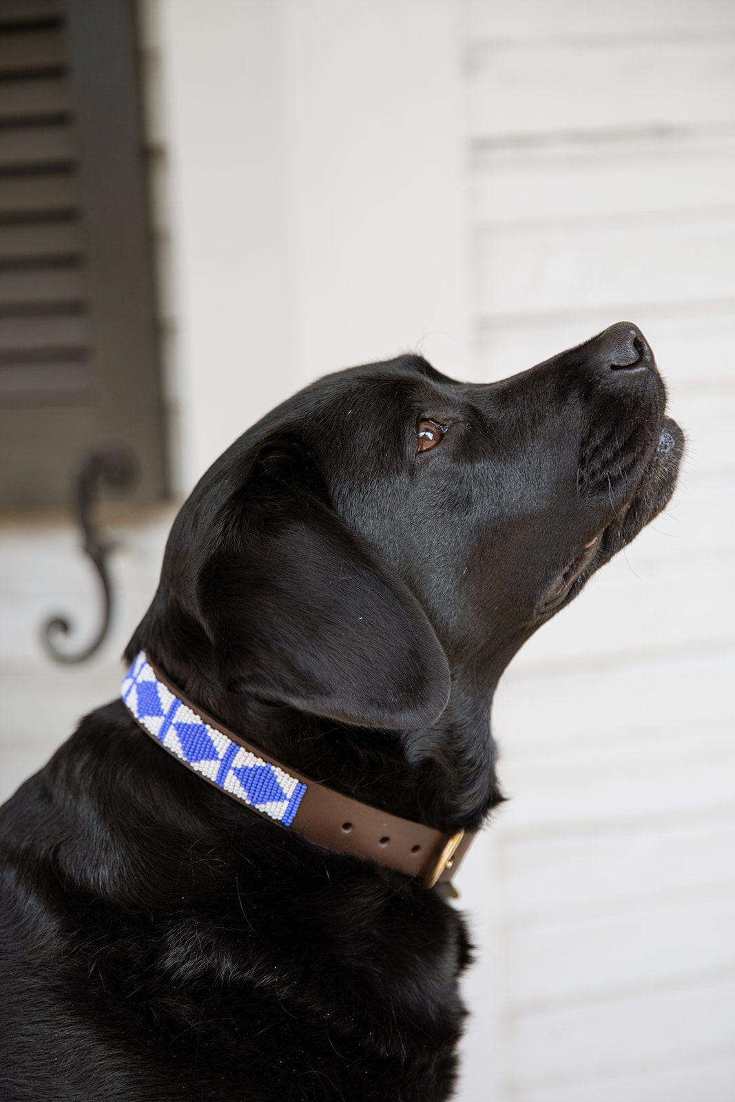 Collier de chien