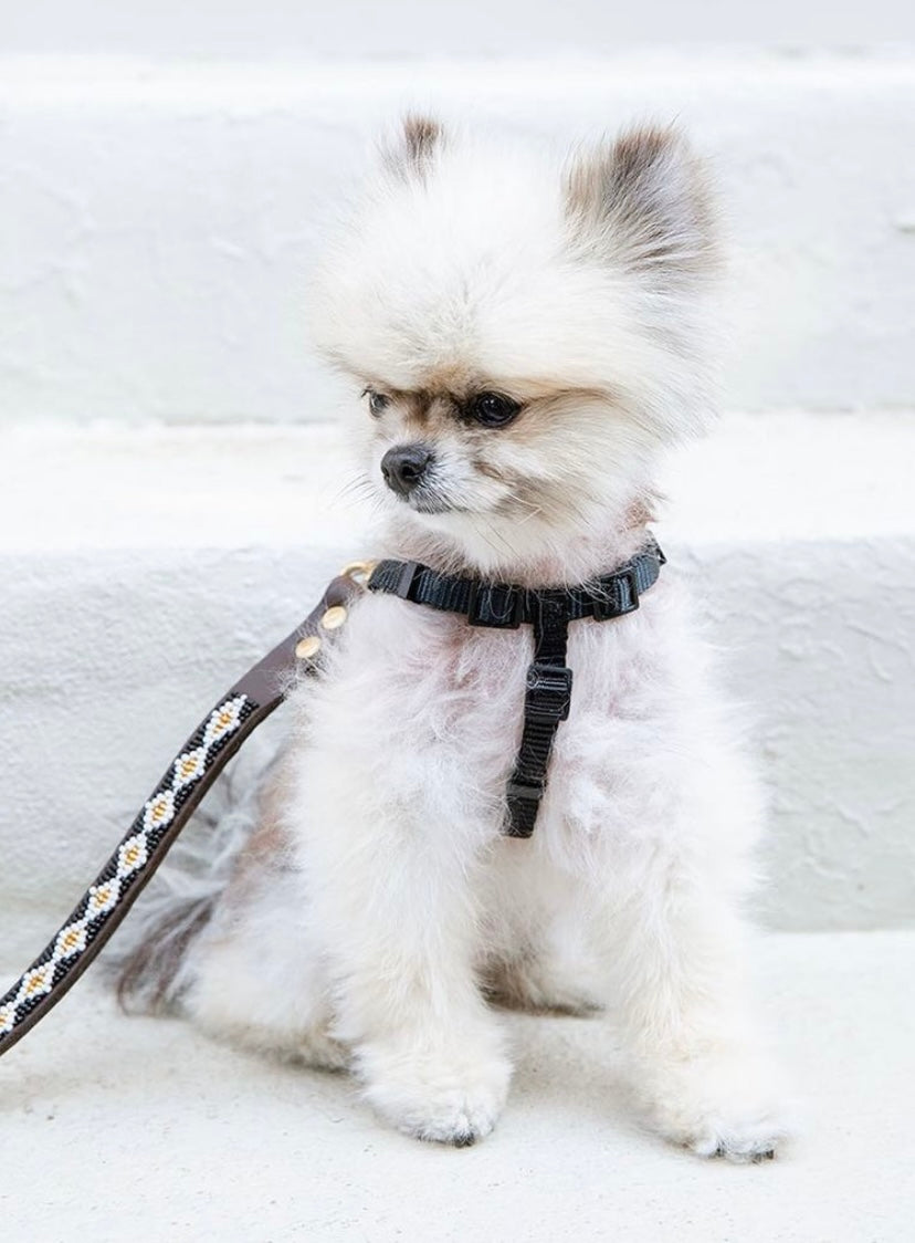 Collier de chien