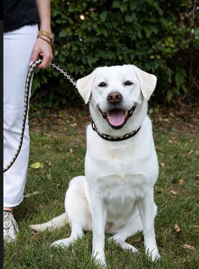 Collier de chien